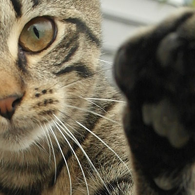 cat photo