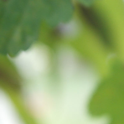 cicada shell photo